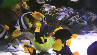 Beautiful Fish Species Part-1