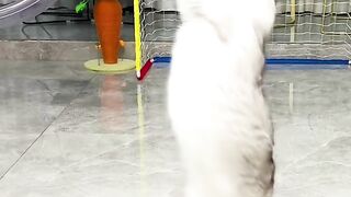 Cat funny talent