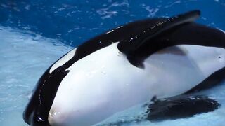 Dolphins A smart and intelligent species Part-1