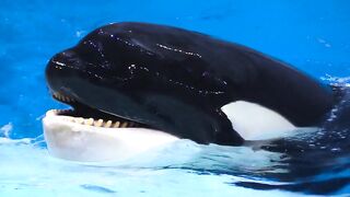 Dolphins A smart and intelligent species Part-2