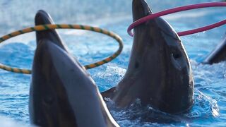 Dolphins A smart and intelligent species Part-4