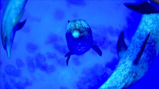 Dolphins A smart and intelligent species Part-6