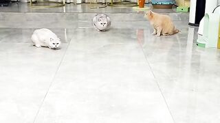 Cute funny cat