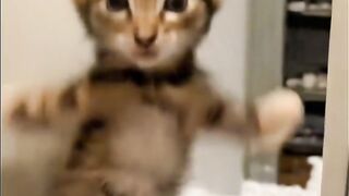 Funny cat