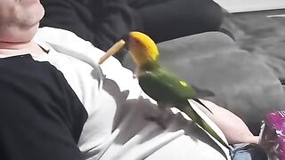 Parrot feeding biscuits