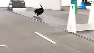 Amazing dog