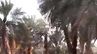 the_garden_of_Madinah_which_was_owned_by_the_Prophet_and_was_distributed_among_the_companions