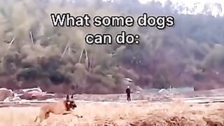What some dog can do