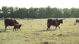 Larger Bull