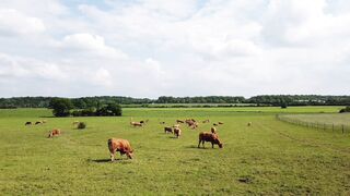 Cattle Export