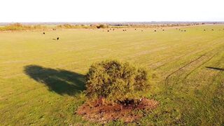 Drone View of Farm