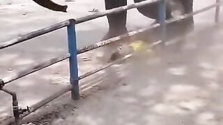 Dead in elephant put on