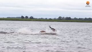 Ghazaal vs Alligator in the Ocean
