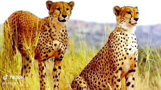 Cheeta