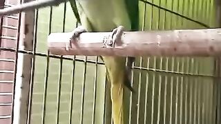 The log parrot