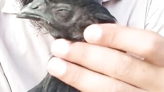 Black eyes