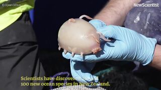 Scientists have discovered around a hundred new ocean species in Bounty Trough, an oceanic rift off New Zealand's south island ????