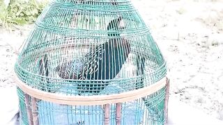 Calling from the cage