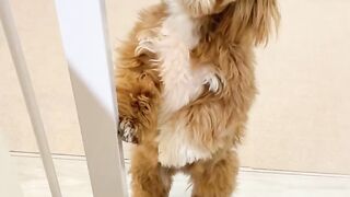 Cutest Maltipoo Puppy