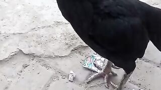 Two legs ll two legs