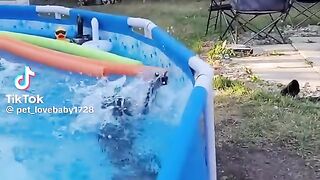 Kids and animal funny  subscribe me