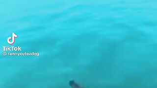 Funny dog ????  subscribe me