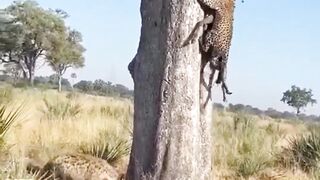 "Inside the Cunning World of Hyenas: Predators of the Savanna"