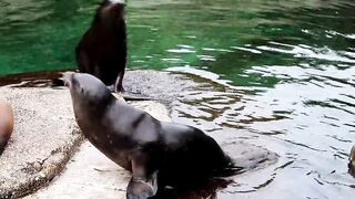 Seals