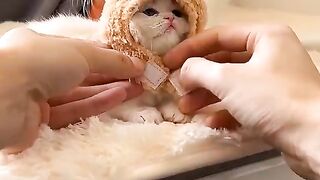 Baby cat