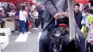 The boy came out to the market on an ostrich