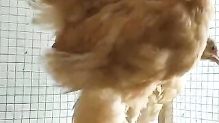 Feathers legs