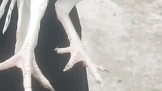 White chicken feathers
