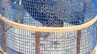 Blue cage