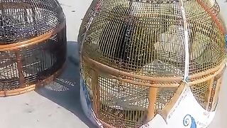 Two cages l cage
