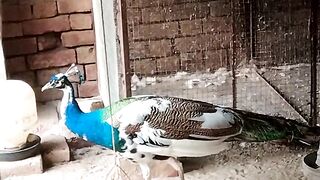 Flower like birds