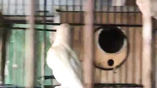 The wall of cage