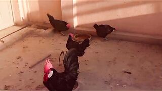 What a kind of chicken