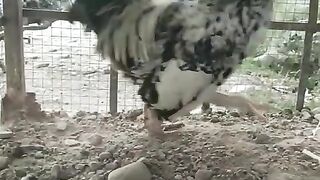 One chicken