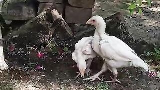 Two white plus