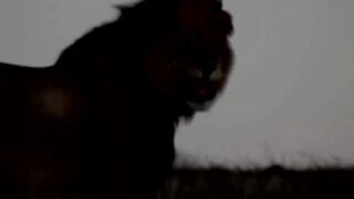 Lion Mentality. Video motivational