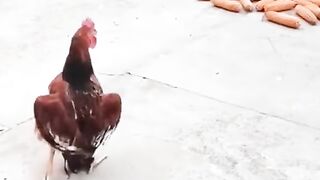 Funny video