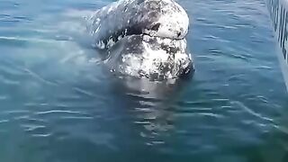 ???? Whale let boat Captain to remove lice from his head