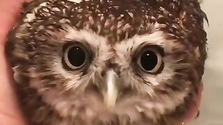 Small owl????????#shortvideo #febspot