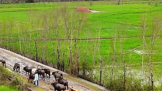 Village place and cow