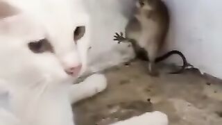 طوم إي جيري بالمغربية