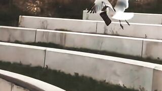 هروب الطير بكل شيء لهذه الفتاة هه