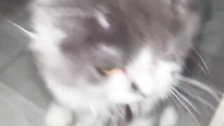 smart n funy cat