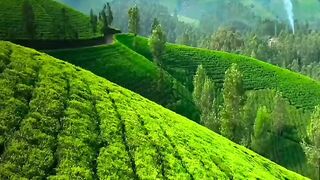 Feel the natural vibe