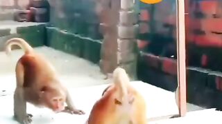 Naughty monkey ????#febspot