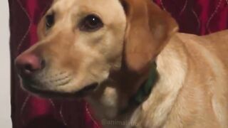 Smart dogs.
